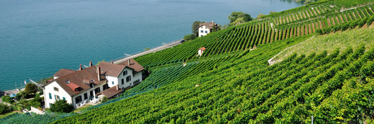Lavaux